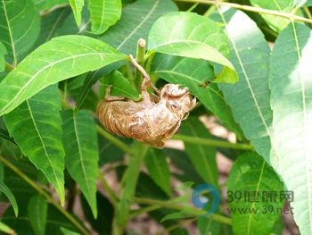 战胜过敏 蝉蜕帮了我的大忙