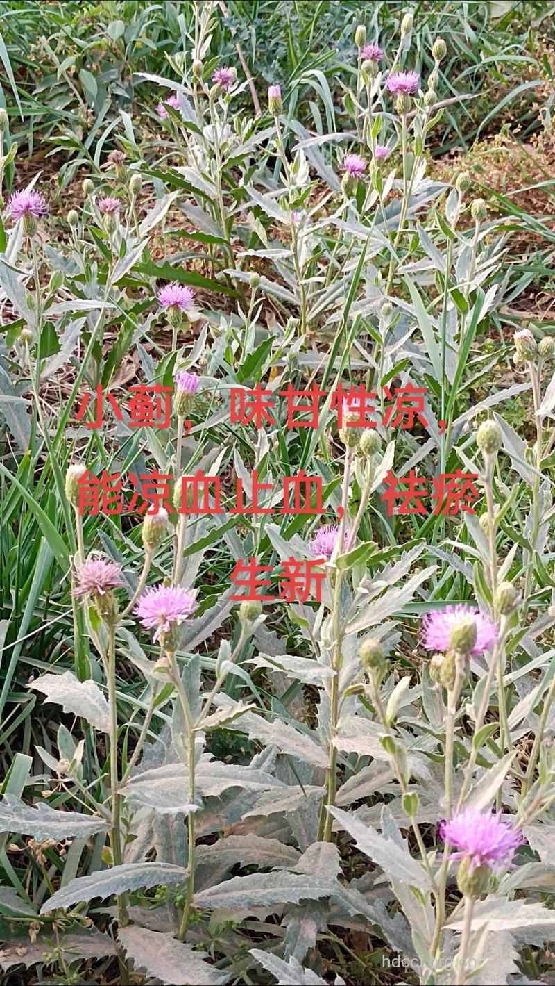 孕妇鼻出血的中药治疗方法