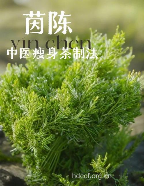 中医有哪些绿色减肥方法