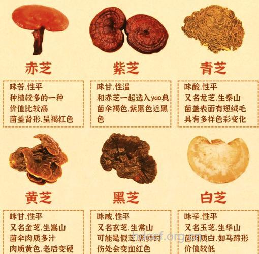 灵芝的多种妙用