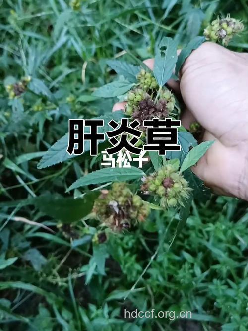 哪些中草药治疗病毒性肝炎?