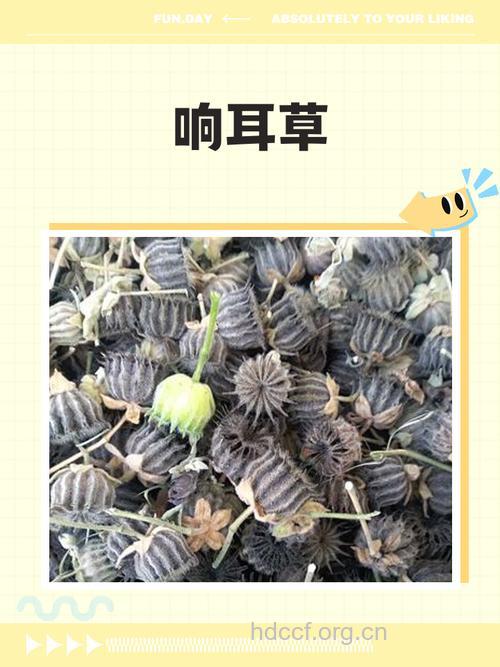 草药治疗耳鸣耳聋 疗效独特