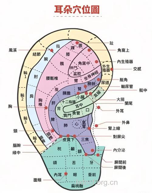 怎么针灸耳部穴位减肥