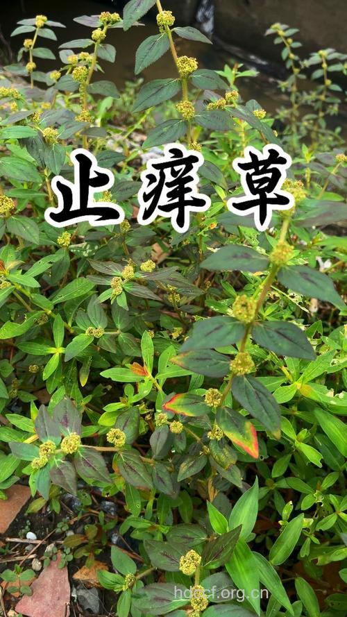 治疗湿疹的有效中草药