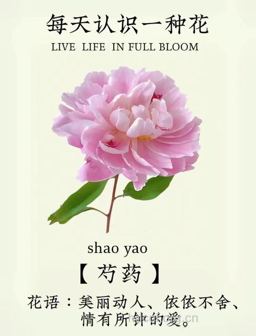 治疗妇科疾病,勿忘芍药