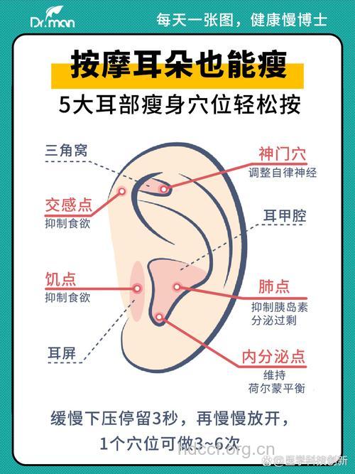 你知道什么是耳廓减肥法