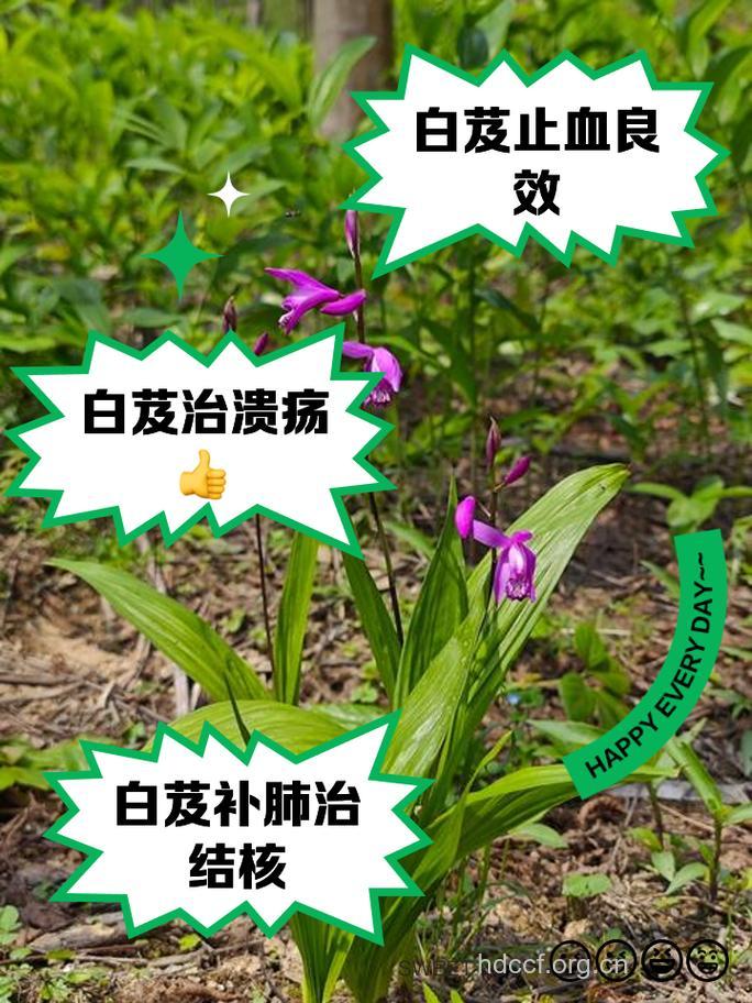 白带病的中草药治疗