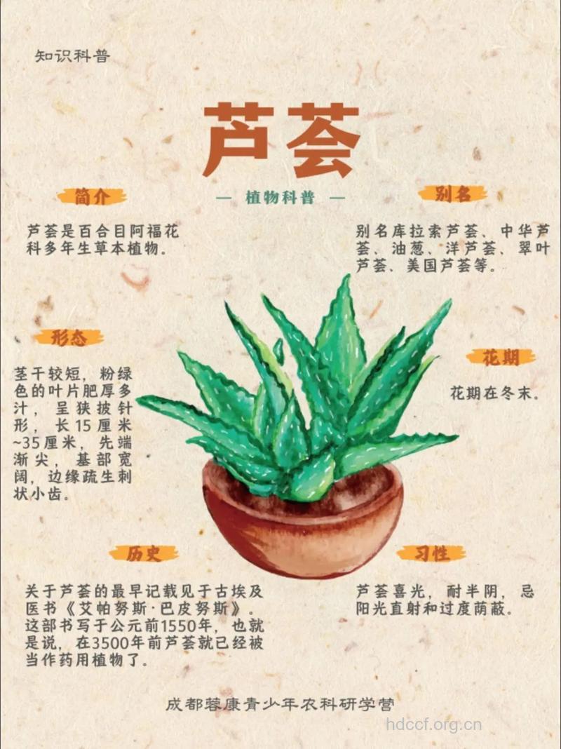 “清热泄火”――芦荟