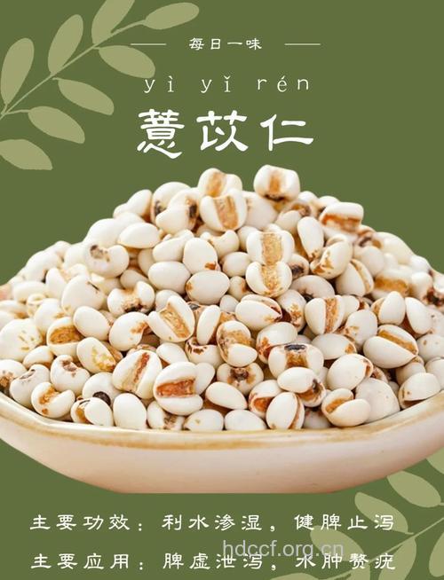青春期女性月经不调可用当归、薏苡仁