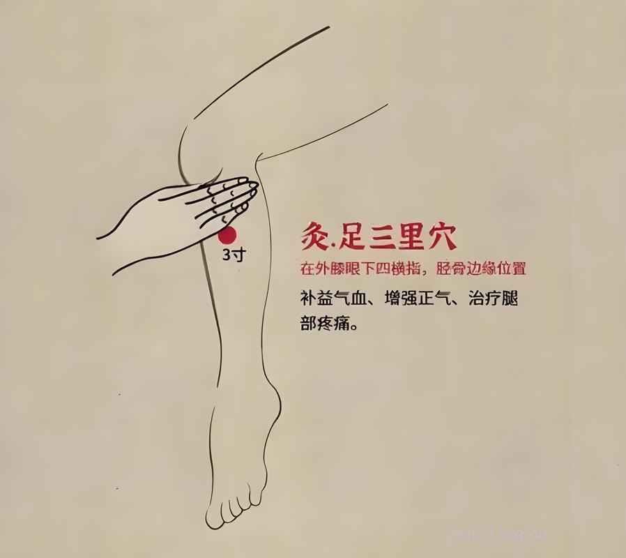 巧妙运用足三里穴按摩法减肥