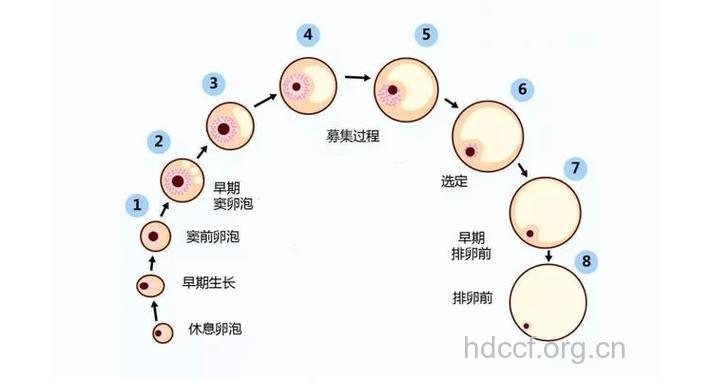 卵泡如何发育的?卵泡发育全过程详解