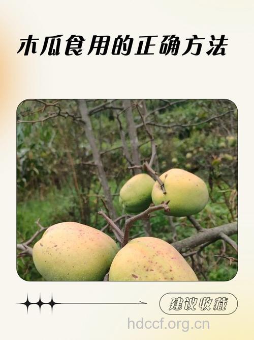 孕妇可以吃木瓜吗 木瓜性寒易引发流产