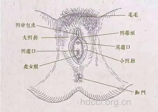 女性生殖系统很“脆弱”：两个不足三个极易