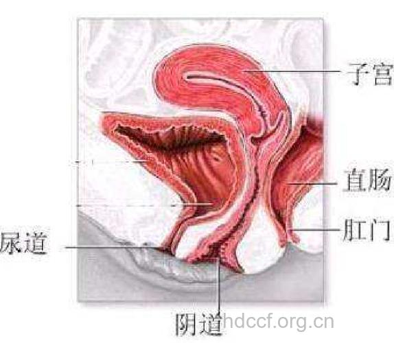 老年人宫颈息肉的症状 绝经后阴道异常出血