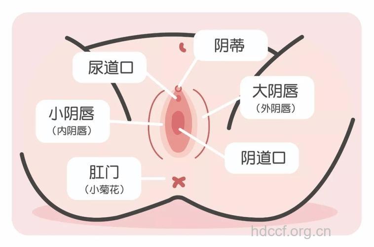 了解女性生理特征 女性生理心理探秘