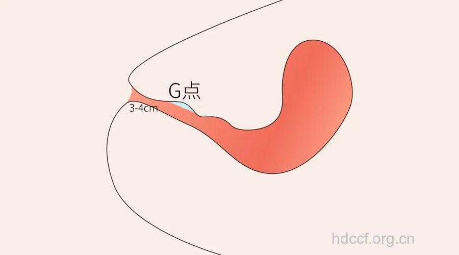 女性高潮时最易受孕