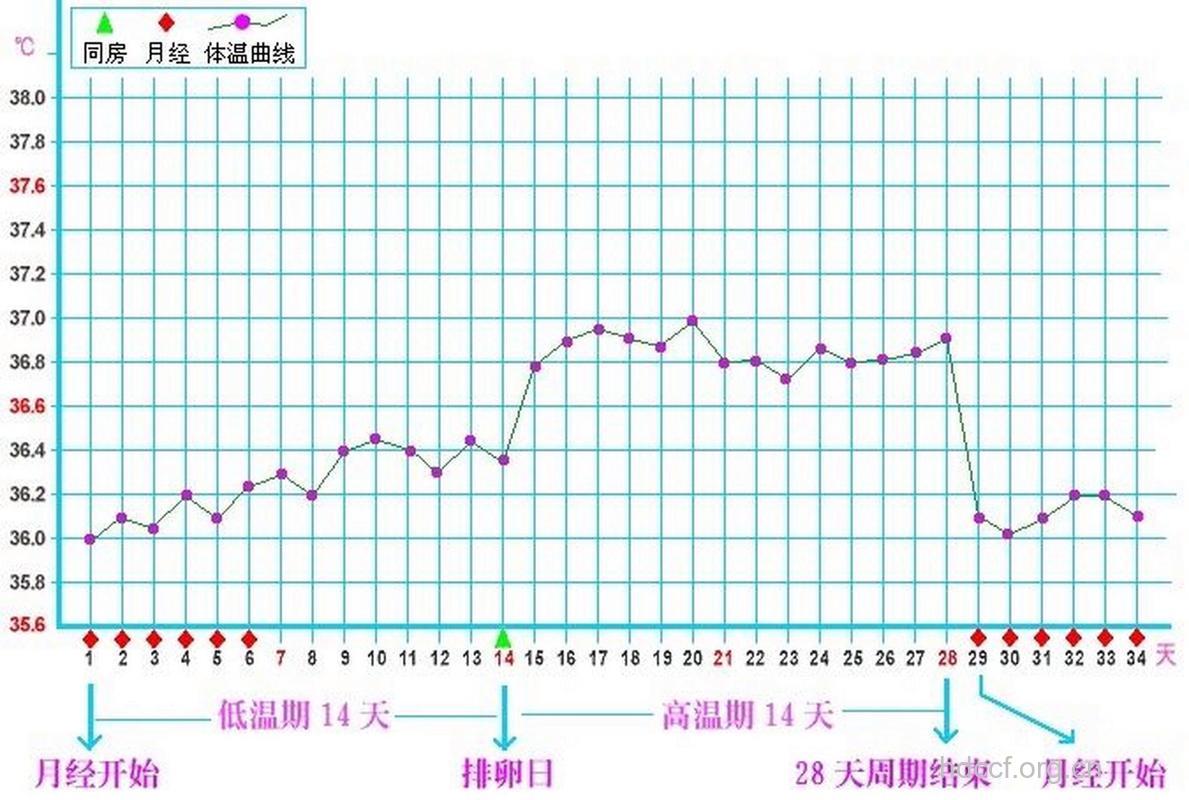 从基础体温 看女性排卵期