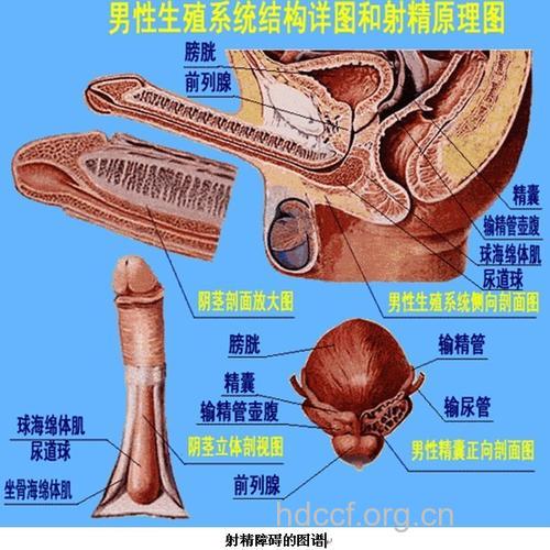 性交不当为什么会引起膀胱炎