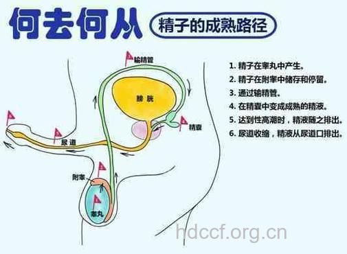 在性生活中男性到底是精液多好还是少好