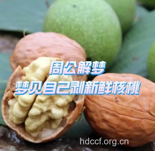 周公解梦之梦见核桃是什么意思