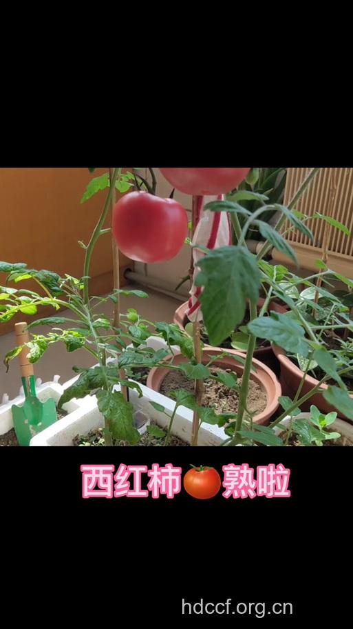 周公解梦之梦见西红柿预示着什么